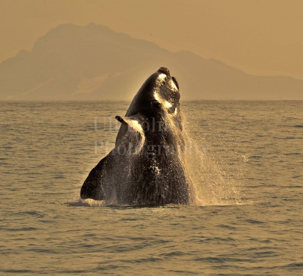 BUCKELWAL-KAPSTADT-02