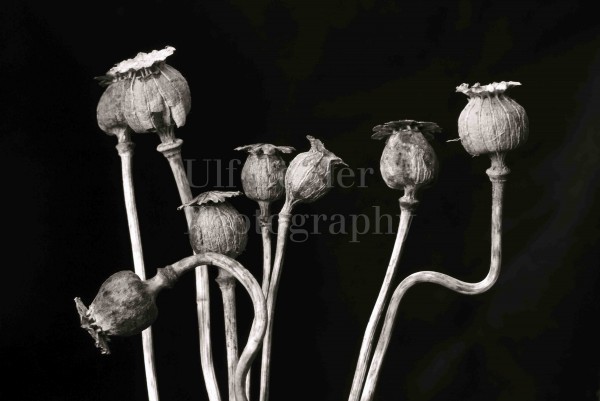 MOHN01