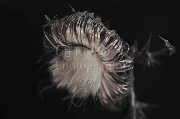 DISTEL-01