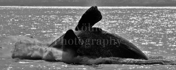 BUCKELWAL-KAPSTADT-01