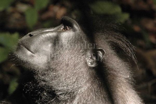 SCHWARZ MAKAKE-SULAWESI